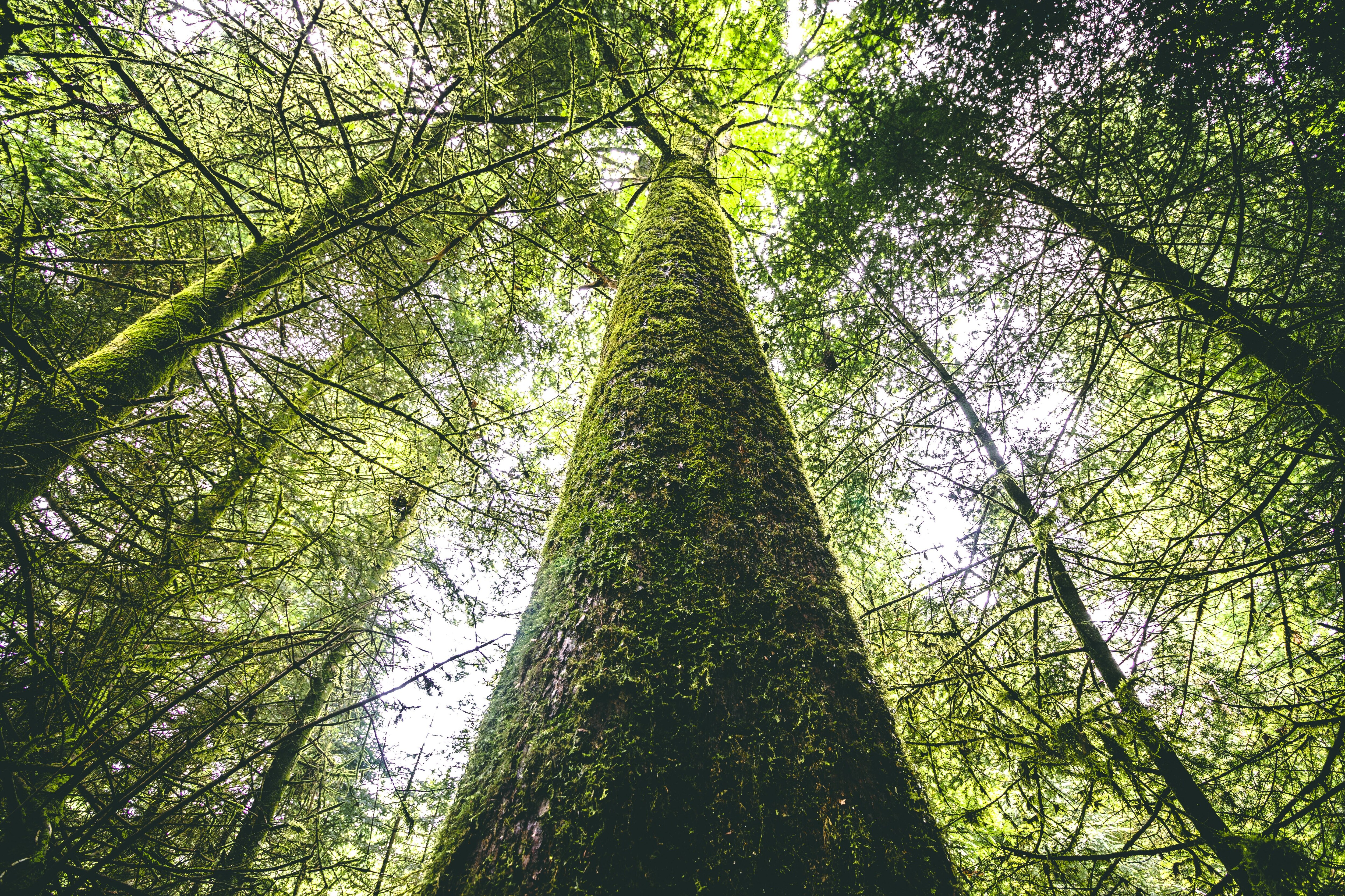 Shinrin-Yoku: hoe baden in een bos je kan helen